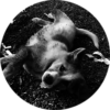 Foto Wachhund Fluffy